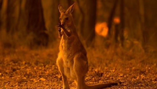 Australi, zjarret shfarosin gjysmë miliardë kafshë, shkencëtarët: Pasojat si të një bombe atomike, dhe paralajmërojnë katastrofa