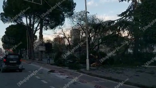Erërat e forta në Tiranë rrëzojnë pemën tek kryeministria (VIDOE)