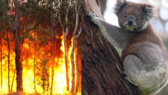 Zjarret në Australi, 8,000 koala të zhdukura dhe 480 milion kafshë të vrara