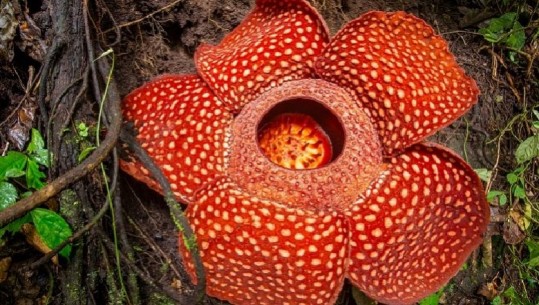 Zbuloni lulen më të madhe në botë, arsyeja pse e quajnë 'Kufomë'