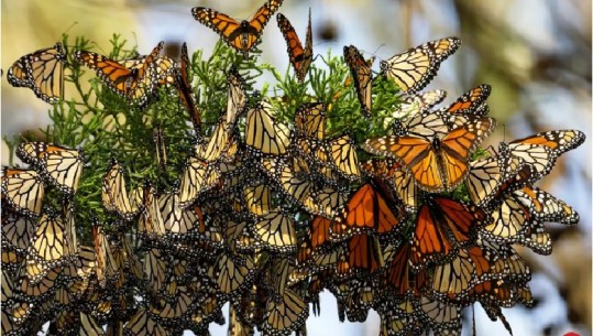 Pylli i fluturave në Meksikë, ku qindra milionë shkojnë çdo vit... (VIDEO)
