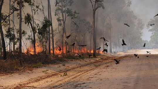 Australi, shpendët zjarrpërhapës..., rinis një tjetër evakuim masiv