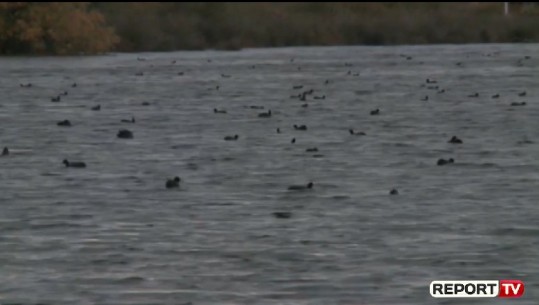 Dimri 'i ngrohtë' ul numrin e shpendëve migrator në Lagunën e Lezhës...por nuk braktiset Laguna e Patokut