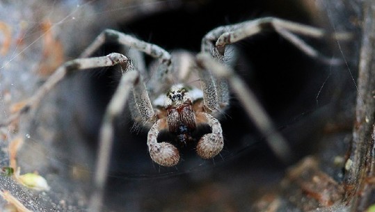 Pas zjarrit dhe përmbytjeve, tashmë australianët duhet t'ju ruhen edhe merimangave vdekjeprurëse