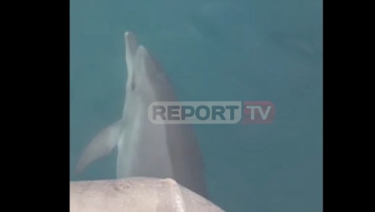 Delfini dhuron spektakël në afërsi të ishullit të Sazanit, shoqëron peshkatarët dhe bën 'gara' me varkën (VIDEO)