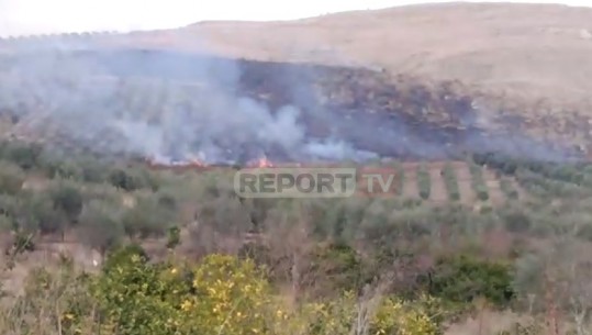 Zjarri shkrumbon 10 hektarë ullishte e shkurre në Lushnje, terreni i thyer pengon zjarrfikësit (VIDEO)