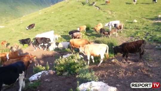 Ndryshon skema e rimbursimit të fermerëve për qumështin, Kote: Problemi zgjidhet nga një aplikim online, nuk kërkohen dokumente shtesë (VIDEO)