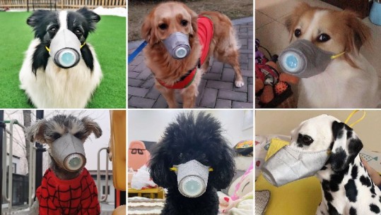 Kafshët pajisen me maska kundër koronavirusit, blogerja: Të mbrojtur dhe bukur! (FOTO)