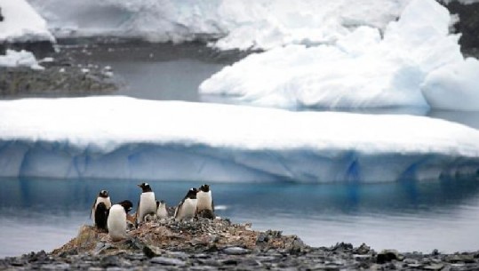Kriza klimatike/Rekord temperaturash të larta! Për herë të parë në historinë moderne, 20 gradë celsius në Antarktidë