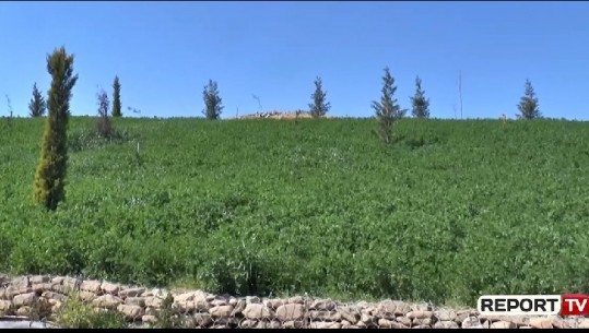 Nga ndotje, në park të gjelbër! Transformimi i landfillit të Sharrës në vetëm 2 vite/ Ciaffaglione: Synimi ynë?! T'i kthejmë natyrës ajrin e pastër (VIDEO)