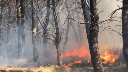 Dëmtohet 'mushkëria' e Vlorës, 4 zjarrfikëse për të shuar zjarrin në Pyllin e Sodës (VIDEO)