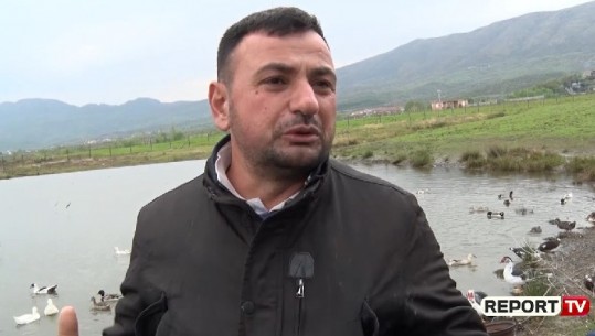 COVID-19/ Blegtoria në Zadrimë të Lezhës në krizë, fermeri: Mbyllja e restoranteve ka ulur kërkesën (VIDEO)