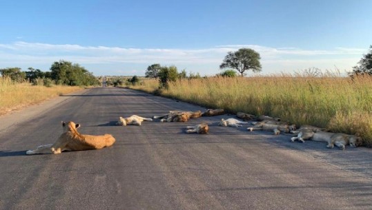 Afrikë e Jugut, rrugët bosh, luanët shtrihen e pushojnë në asfalt (FOTO)