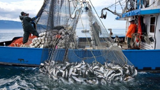 Ministri Çuçi për Report Tv: Ka filluar eksporti i peshkut drejt Italisë, ka kërkesë të shtuar (VIDEO)