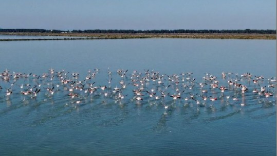Flamingot 'pushtojnë' lagunën e Nartës (VIDEO)