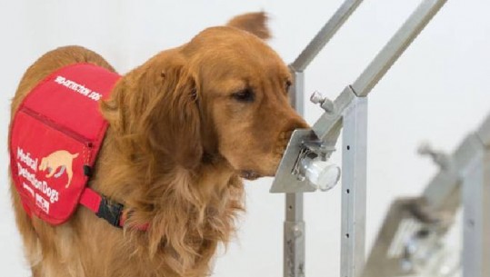 Angli, qen në aeroporte që zbulojnë koronavirusin në 0.5 sekonda, nuhasin deri në 750 vetë në orë 