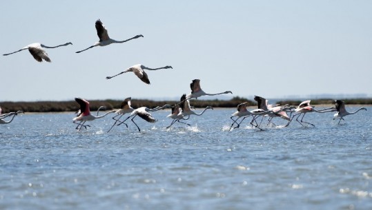 'The Guardian' sjell fotot më të bukura nga bota, në krye pamja e flamingove duke fluturuar mbi lagunën e Nartës (FOTO)