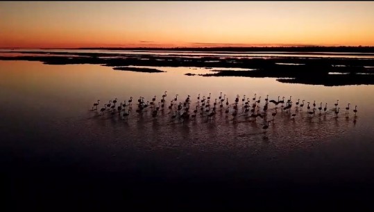 Magji në Lagunën e Karavastasë! Flamingot dhe Lejleku i zi 'thyejnë' karantinën, shumohet pelikani kaçurrel si në vitin 1981 (VIDEO)