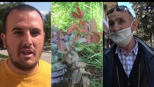 Lezha, Tropoja e Rrogozhina 'shërohen' nga COVID-i dhe fillojnë mbjelljen e trëndafilave, qytetarët: E kaluam