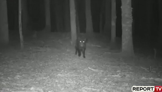 Nga arinjtë, te sorkadhet e deri te derrat e egër, një natë në Parkun e Përmetit (VIDEO)