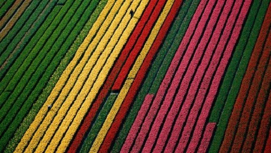 Turistët humbën festivalin e tulipanëve prej izolimit, fermerët u kushtojnë një mesazh të veçantë