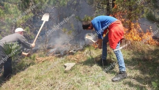 Zjarr në pyjet e Krushovës, digjen 1 ha me pisha! Banorët ndihmojnë në shuarjen e flakëve me lopata (FOTO)