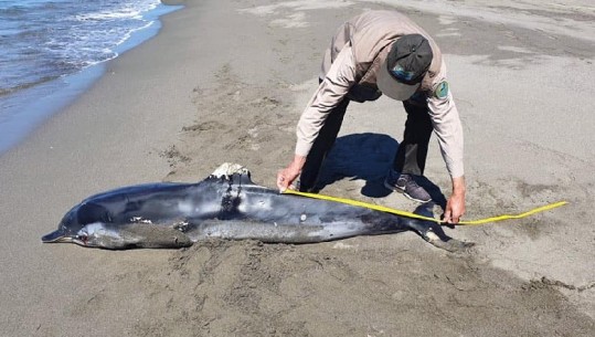 Delfin i ngordhur në bregdetin e Velipojë, gjendet me dëmtime në sy! Apel peshkatarëve e turistëve: Kujdes, duhet t'i ruajmë  
