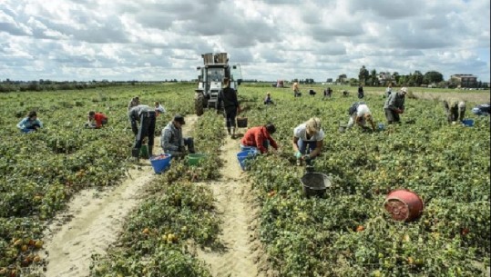 Pas Greqisë, Italia planifikon të pajisë me dokumente emigrantët që punojnë në bujqësi, përfitojnë mijëra shqiptarë