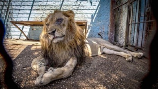 Transformimi i luanit Lenci, i shpëtuar nga Kopshti Zoologjik ‘Horror’ në Fier (VIDEO+FOTO)