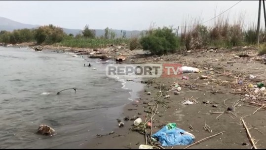 Kafshët e ngordhura dhe mbetjet urbane 'pushtojnë' grykëderdhjen e lumit Drin (VIDEO)