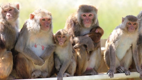 Covid-Jep shpresë vaksina e re te majmunët, zhvillohen antitrupa pas 28 ditësh