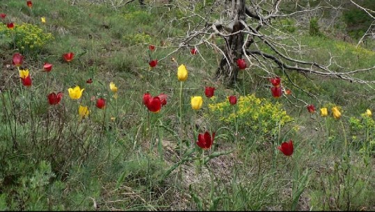 Tulipani shqiptar merr status të veçantë mbrojtje, bashkia Kukës: Bima unikale do të rrisë turizmin