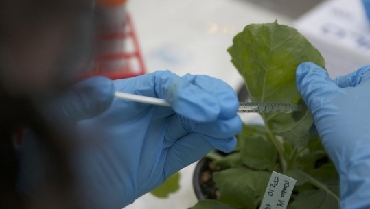 Shkencëtarët modifikojnë gjenetikisht bimën e duhanit për të luftuar koronavirusin