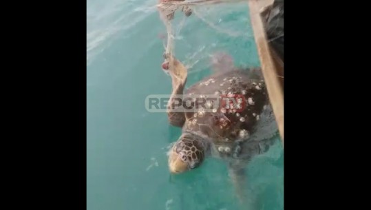 Breshka Carreta Carreta përfundon në duart e peshkatarit në Vlorë, shikoni përpjekjen për t'i shpëtuar rrjetës (VIDEO)