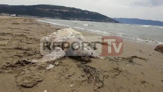 Mbetet mister ngrodhja e breshkave të ujit, mbi 10 të gjetura buzë Adriatikut