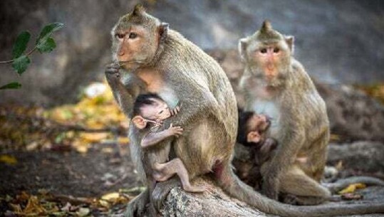 Mungesa dhe çmimi i lartë i majmunëve po rrisin kostot e vaksinës Covid