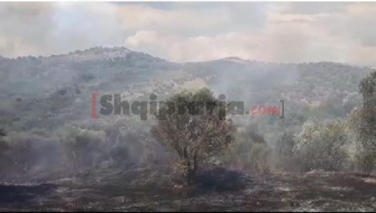 Zjarr masiv në një ullishte në Patos, forca të shumta zjarrfikëse në terren (VIDEO)