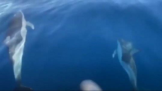 Delfinët dhurojnë spektakël, pamje mbresëlënëse nga deti Jon (VIDEO)