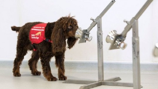 Në Londër trajnohen qentë që mund të zbulojnë COVID-in, doktori: Duam ti përdorim në aeroporte
