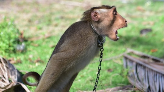 Azi/ imazhe mizore të makakëve që shfrytëzohen për mbledhjen e arrave të kokosit, por jo vetëm…