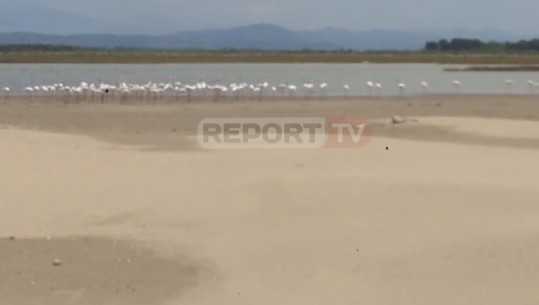 VIDEOLAJM/ Flamingot rozë pushtojnë për herë të parë bregdetin e Pishporos në Fier