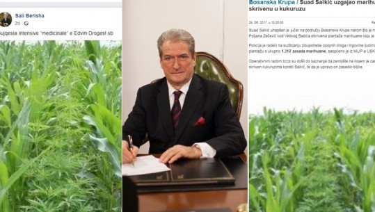 Berisha vijon gënjeshtrat, publikon foton e 2017 në Bosnje me kanabis dhe e paraqet si fidanët e mbjellë në Shqipëri në 2020