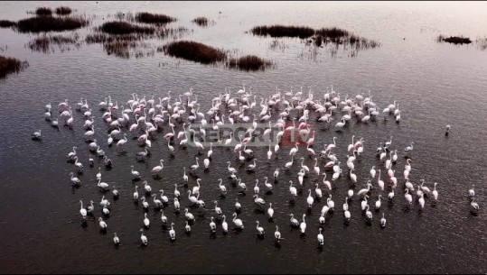 Spektakli i flamingove në bregdetin e Pish-Poros të Fierit, shtohet numri i tyre në lagunat tona