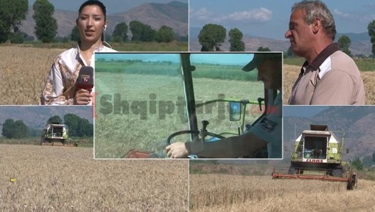 Korret gruri i Maliqit, prodhim i bollshëm, çmim i ulët! Fermerët duan subvencione (VIDEO)