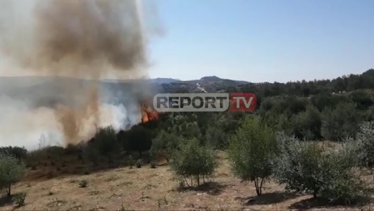 Zjarri përfshin ullishten në Patos, digjen 300 rrënjë, vatrat rrezikojnë banesat (VIDEO)