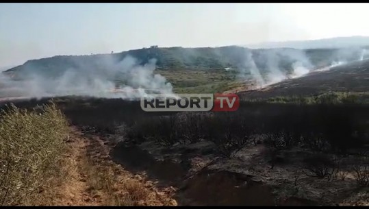 Digjen 5 hektarë ullishte në Nikël të Krujës, asnjë ndihmë nga autoritetet për zjarrin në Rubik, zjarrfikësit: Është i qëllimshëm
