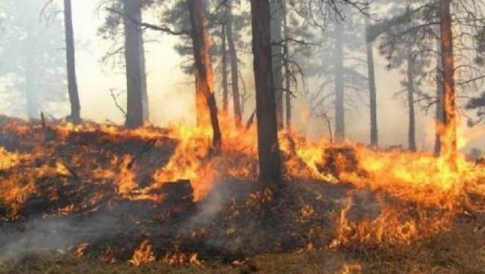 Pukë/ I vuri zjarrin pyllit dhe i dogji shtëpinë një fshatari...arrestohet 57-vjeçari! policia: Denoncojini, do ruajmë anonimatin