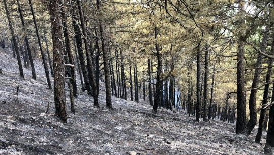 Shiu shuan vatrat e zjarrit në të gjithë vendin, Ministria e Mbrojtjes: Janë djegur 140 ha shkurre e pyje