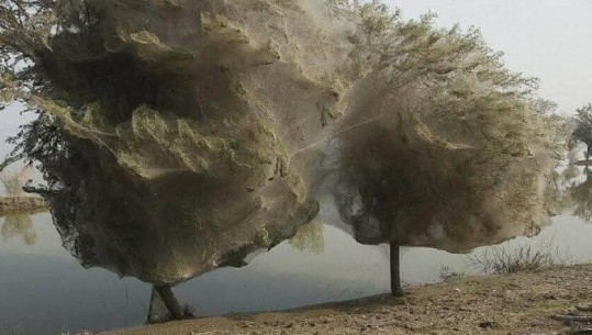 FOTOLAJM/ 'Shi' merimangash në Australi, pemët e parqet mbulohen nga rrjetat e tyre