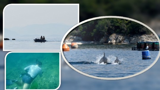 Peshkatarë, spektakël delfinësh e zhytës në momente relaksi, foto mahnitëse në ujërat e kaltra të kanalit të Korfuzit